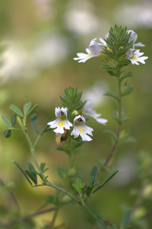 Augentrost (Euphrasia officinalis) ©WALA Heilmittel GmbH